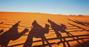 camel ride