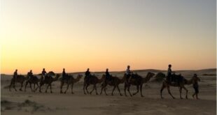 Camel safari tour in Dubai desert during sunset